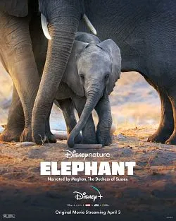 poster film Elephant