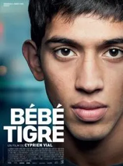 poster Bébé Tigre